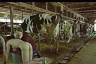 Milking videos